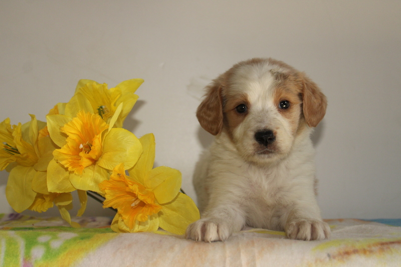 puppy, for, sale, Bernadoodle, Matthew B. Stoltzfus, dog, breeder, Gap, PA, dog-breeder, puppy-for-sale, forsale, nearby, find, puppyfind, locator, puppylocator, aca